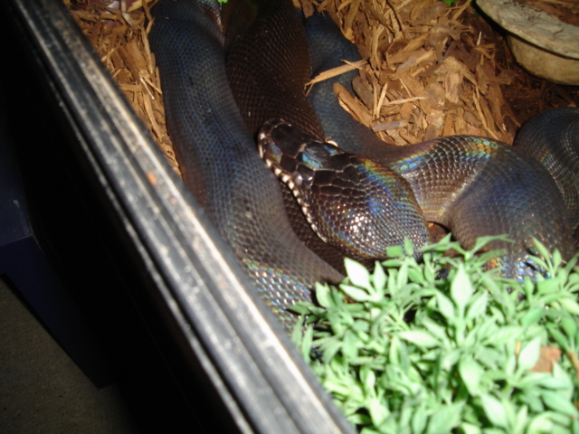 Female Leiopython Hoserae